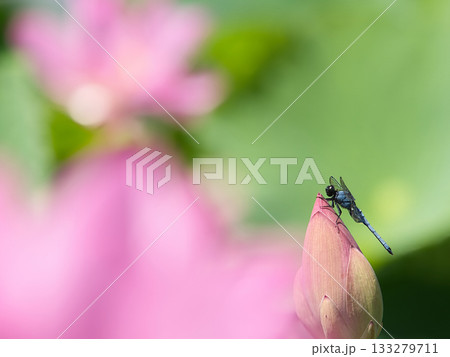 ハスの花にとまるトンボ ハスの花にとまるトンボ 133279711
