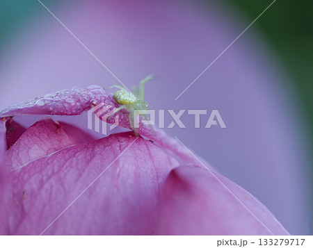 蓮の花の上で休むハナグモ 133279717