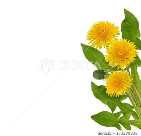 Three yellow dandelion flower and green leaves isolated on white Three yellow dandelion flower and green leaves isolated on white 133279838