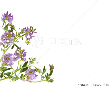 Beautiful twig of purple flowers and green leaves of lucerne (Medicago) in a corner arrangement isolated on white Beautiful twig of purple flowers and green leaves of lucerne (Medicago) in a corner arrangement isolated on white 133279840