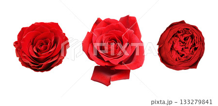Set of different tipes of red rose flowers isolated on white background Set of different tipes of red rose flowers isolated on white background 133279841