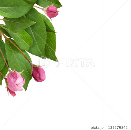 Closeup of pink flowers and green leaves of Malus floribunda (profusely flowering apple) in a corner arrangement isolated on white 133279842