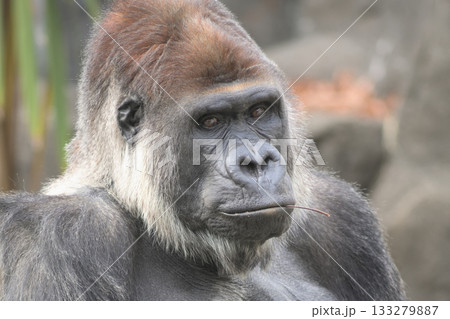 小枝をくわえてイキなつもりのゴリラ 133279887