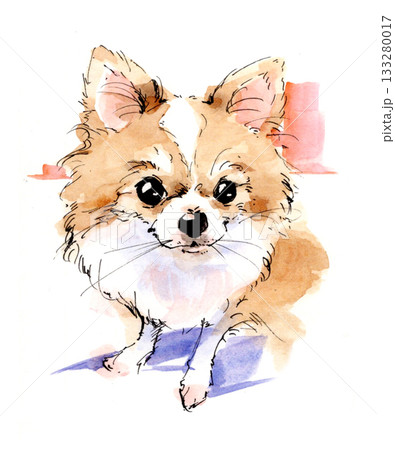 水彩で描いたチワワの可愛いポートレートイラスト 133280017