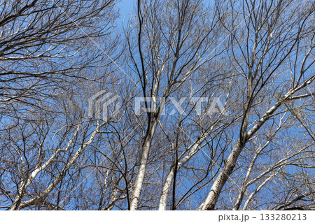 Low-angle view of leafless aspen trees against a bright blue winter sky Low-angle view of leafless aspen trees against a bright blue winter sky 133280213