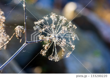 A macro shot of a dried umbel seed head perched on a slender branch 133280220