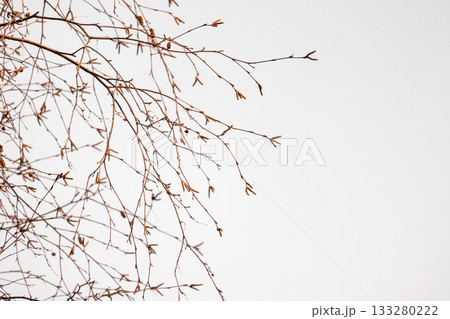 Thin, leafless birch branches arc across a pale sky, creating a delicate, skeletal network 133280222