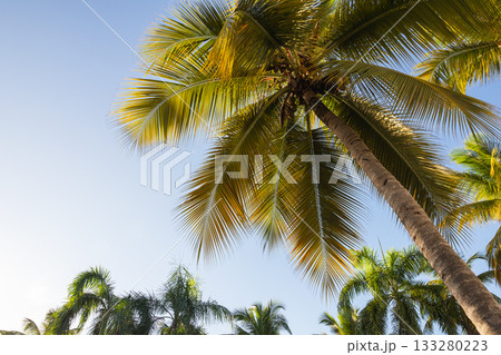Lush palm trees reach toward a bright blue sky in a sunny tropical setting 133280223