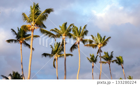 Rows of coconut palm trees sway beneath a blue, cloud filled sky Rows of coconut palm trees sway beneath a blue, cloud filled sky 133280224
