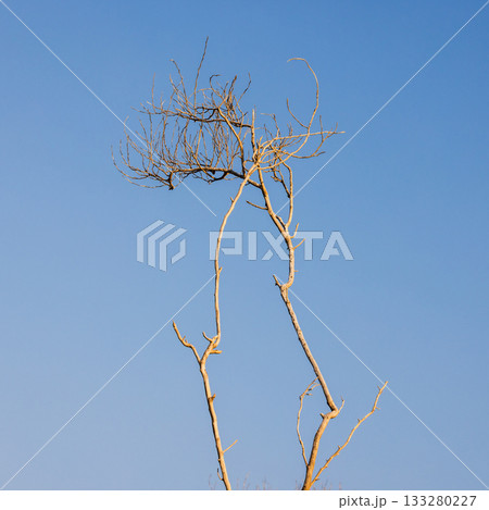 A stark, leafless tree rises against a crisp blue sky 133280227