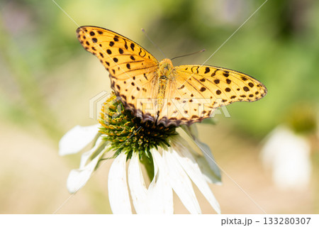 花の蜜を吸う雄のツマグロヒョウモン 花の蜜を吸う雄のツマグロヒョウモン 133280307