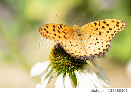 美しいヒョウ柄のツマグロヒョウモン 美しいヒョウ柄のツマグロヒョウモン 133280308
