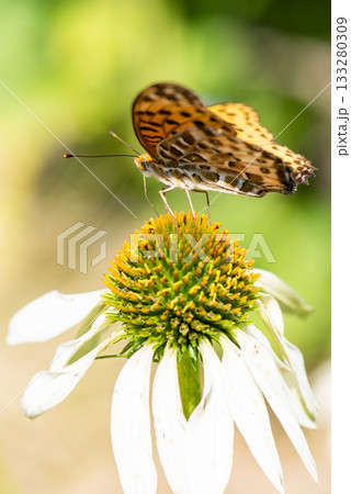 エキセナの蜜を吸うヒョウモンチョウ エキセナの蜜を吸うヒョウモンチョウ 133280309