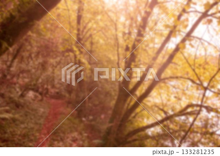 Lush green trees in forest Lush green trees in forest 133281235