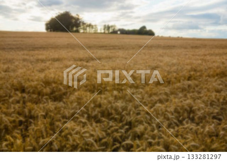 Defocused image of wheat field Defocused image of wheat field 133281297