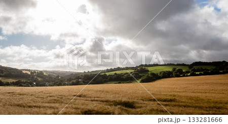 Golden wheat stalks are swaying across flat design field, green hills, trees, clouds and sun rays 133281666