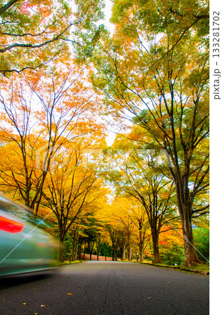 秋色に染まる並木道と走り抜ける車《兵庫県 豊岡市 神鍋高原》 133281702