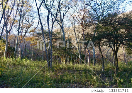 秋の雑木林の風景　午後の光 133281711