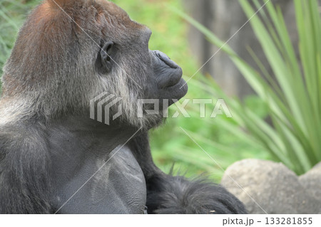そろそろ勤務時間が終わりかと様子をうかがうゴリラ 133281855