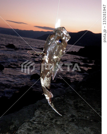 半夜釣りのルアーに掛かったカサゴ 半夜釣りのルアーに掛かったカサゴ 133281947