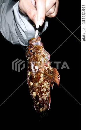 半夜釣りのルアーに掛かったカサゴ 半夜釣りのルアーに掛かったカサゴ 133281948