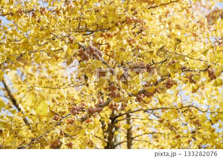 晩秋から初冬にかけて実を結んだギンナンの実　銀杏 133282076