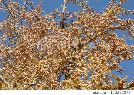 晩秋から初冬にかけて実を結んだギンナンの実　銀杏 133282077