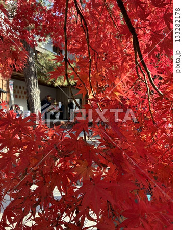 紅葉の間から覗く獅子舞（11月 長野県松本市 四柱神社） 133282178