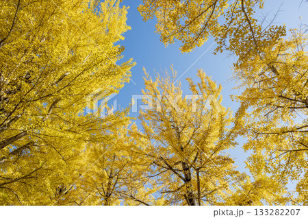 晩秋紅葉した銀杏 晩秋紅葉した銀杏 133282207