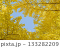 晩秋紅葉した銀杏 133282209