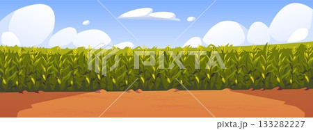 Corn field vector illustration, cartoon corn grows in field. Rural summer field landscape, vegetable garden cultivation Corn field vector illustration, cartoon corn grows in field. Rural summer field landscape, vegetable garden cultivation 133282227