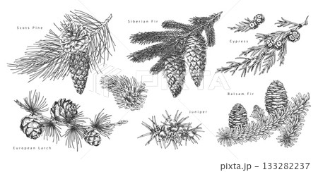 Black and white educational poster with various coniferous branches and tree cones, hand-drawn. Black and white educational poster with various coniferous branches and tree cones, hand-drawn. 133282237