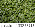 伊豆のわさび田 133282313