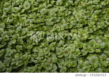 伊豆のわさび田 133282313