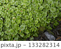 伊豆のわさび田 133282314