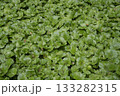 伊豆のわさび田 133282315