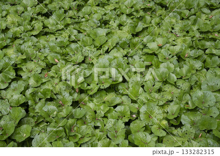 伊豆のわさび田 133282315