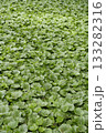 伊豆のわさび田 133282316
