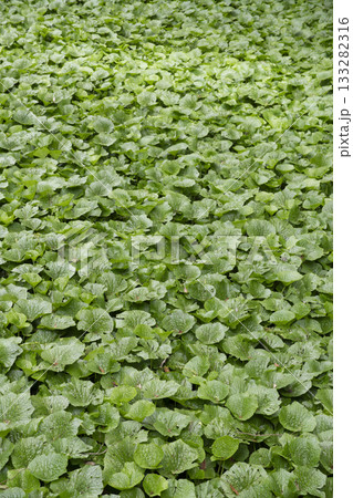 伊豆のわさび田 133282316