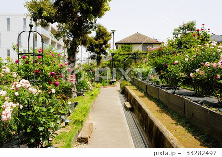 荏子田太陽公園　太陽ローズガーデン 133282497