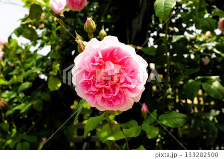 荏子田太陽公園 太陽ローズガーデン 荏子田太陽公園 太陽ローズガーデン 133282500