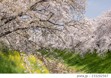 佐保川堤の桜並木 佐保川堤の桜並木 133282567