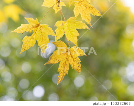 シバタカエデの黄葉 133282665