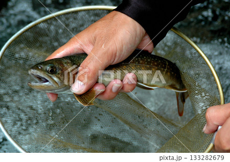 鹿留川で釣れた綺麗な良型の天然岩魚 133282679