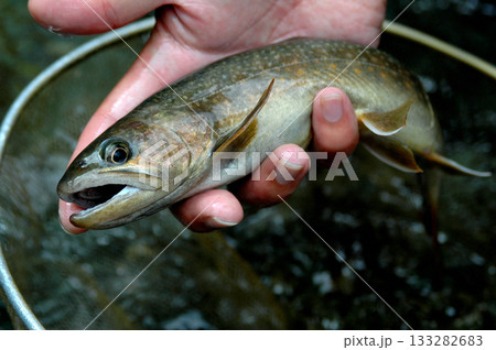 鹿留川で釣れた綺麗な良型の天然岩魚 133282683