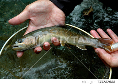 鹿留川で釣れた綺麗な良型の天然岩魚 133282688