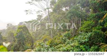 beautiful view of tropical rainforest shrouded in mist 133282847