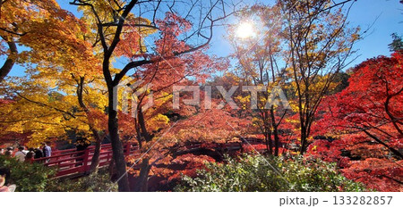 弥彦の紅葉谷、水面に映る紅葉 133282857