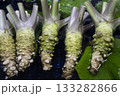 採れたて生わさび 133282866