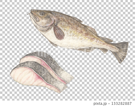 鱈魚和鱈魚片水彩彩色鉛筆魚插圖 133282887